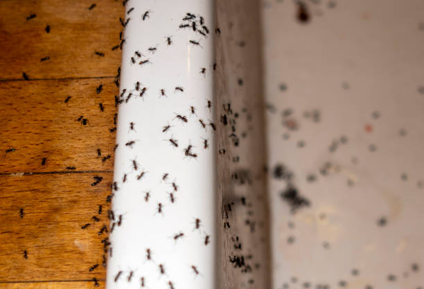 Best Residential Pest Control  in Gore, OK